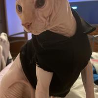 Da monta sphynx