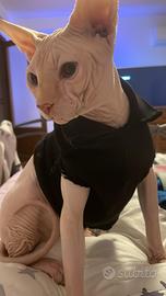 Da monta sphynx