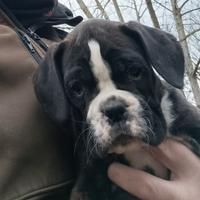 Cuccioli boxer