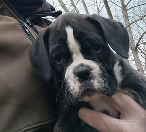 Cuccioli boxer