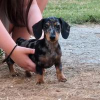 Cucciola di bassotto arlecchino silver
