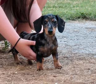 Cucciola di bassotto arlecchino silver
