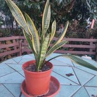pianta di sanseveria