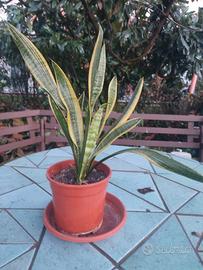 pianta di sanseveria