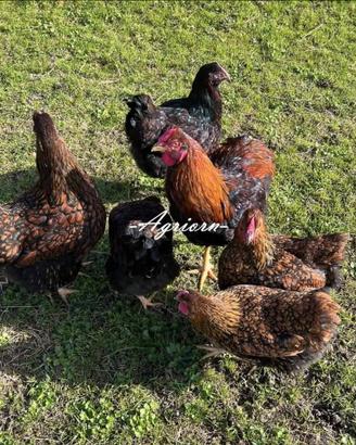 Wyandotte oro orlo nero