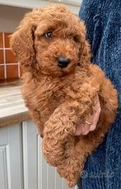 Cuccioli di barboncini toy M e F