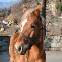Puledra haflinger-quarter