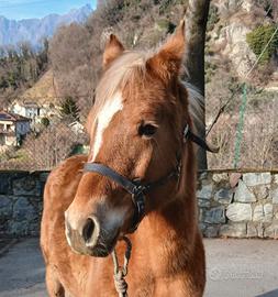 Puledra haflinger-quarter