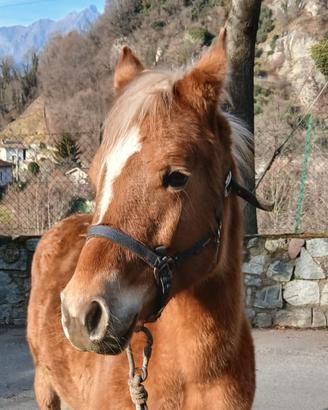 Puledra haflinger-quarter