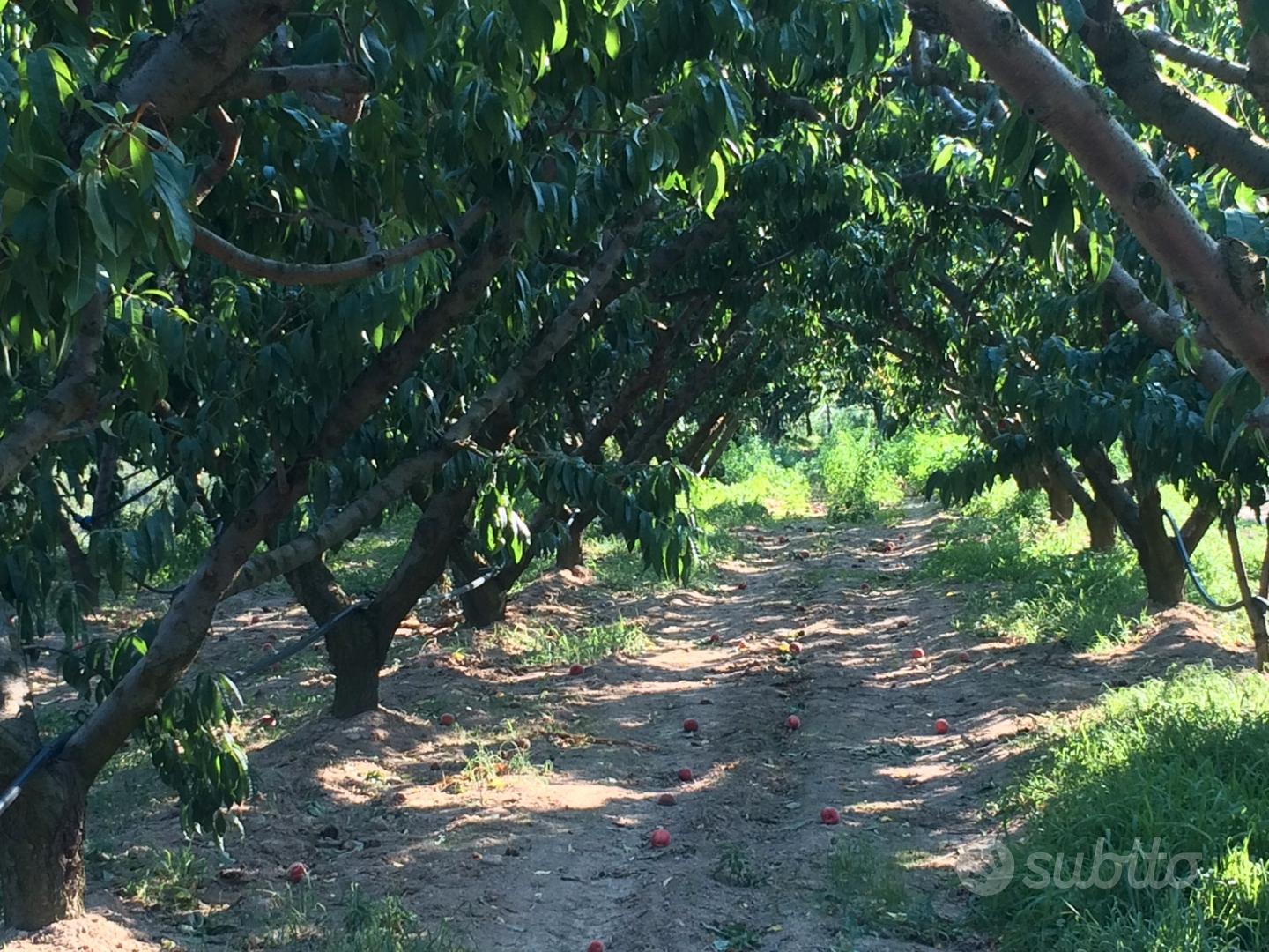 Terreno agricolo - Vista 6