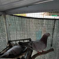 Piccioni per caccia al colombaccio