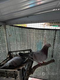 Piccioni per caccia al colombaccio