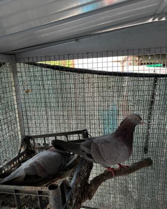 Piccioni per caccia al colombaccio