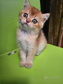 meravigliosi cuccioli british shorthair Longhair 
