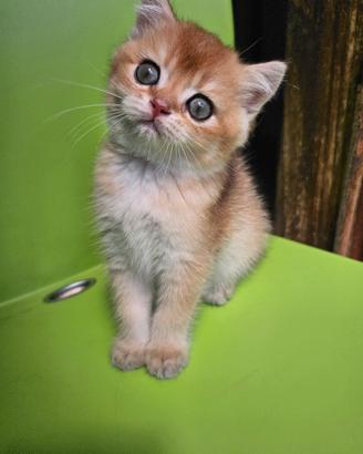 meravigliosi cuccioli british shorthair Longhair 