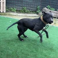 Pitbull adba