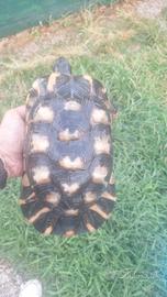 Tartaruga