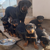 Cuccioli di rottweiler