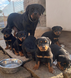 Cuccioli di rottweiler