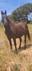 Cavalle andaluse