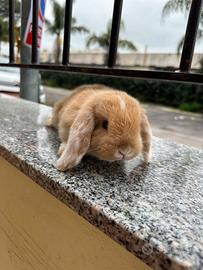 Coniglio Ariete Nano Miniloop