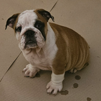 Cucciola di bulldog inglese di 90 giorni