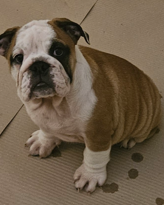 Cucciola di bulldog inglese di 90 giorni