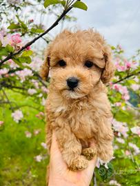 Barboncino nano disponibile