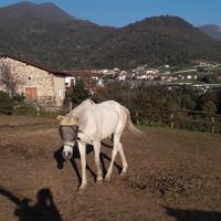 Cavalla per principianti