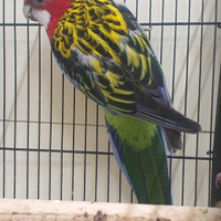 Coppia rosella rubino