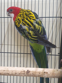 Coppia rosella rubino