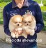 spitz-di-pomerania