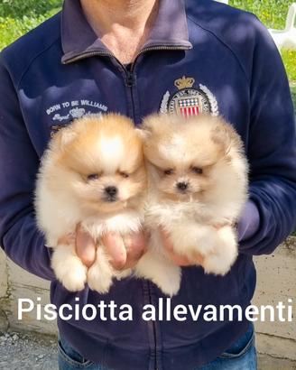 Spitz di Pomerania