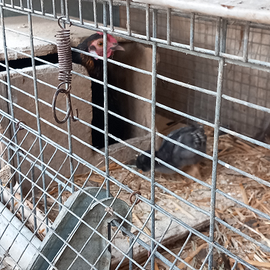 Chioccia con pulcini