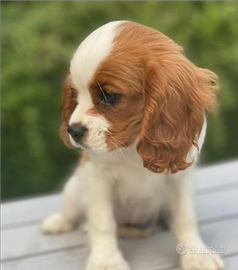 Ultima femmina cavalier king