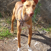 Cirneco dell'etna