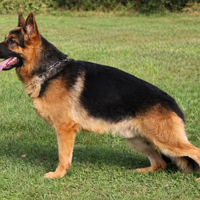 Pastore Tedesco maschio