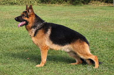 Pastore Tedesco maschio