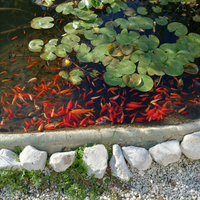 Pesci rossi da Laghetto e Aquario