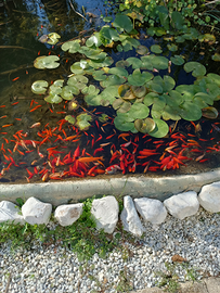 Pesci rossi da Laghetto e Aquario