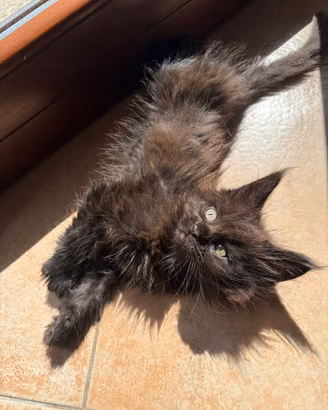 Maine coon black con pedigree