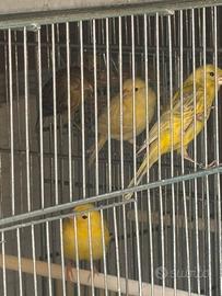 Canarini di colore a fattore giallo