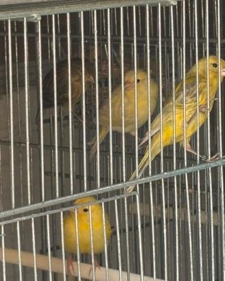 Canarini di colore a fattore giallo