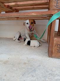 Si vende cucciolo di jack Russell originale
