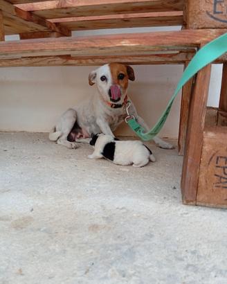 Si vende cucciolo di jack Russell originale
