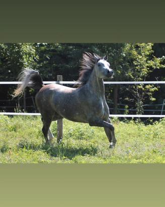 Fattrice araba con documenti