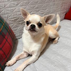 Chihuahua disponibile per monta