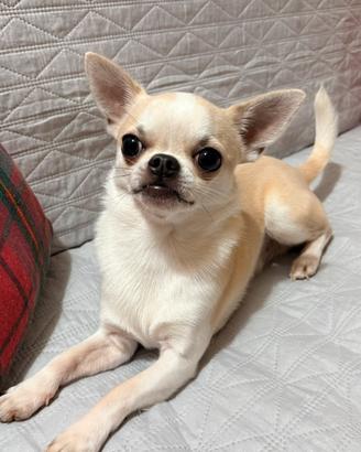 Chihuahua disponibile per monta