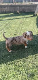 Maschietto Arlecchino Choco