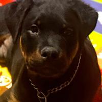 Rottweiler alta genealogia lavoro